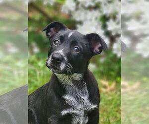 Staffordshire Bull Terrier-Unknown Mix Dogs for adoption in Garden City, NY, USA