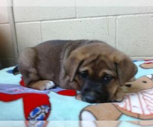 German Shepherd Dog-Unknown Mix Dogs for adoption in Downey, CA, USA