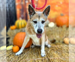 German Shepherd Dog-Unknown Mix Dogs for adoption in Long Beach, CA, USA