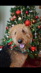 Airedale Terrier Dogs for adoption in Marrero, LA, USA