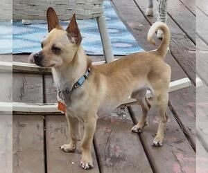 Chiweenie Dogs for adoption in Plymouth, MN, USA