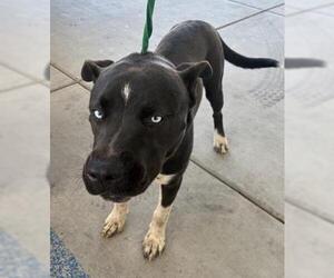 American Pit Bull Terrier Dogs for adoption in Bakersfield, CA, USA