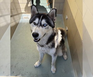 Siberian Husky-Unknown Mix Dogs for adoption in Riverside, CA, USA