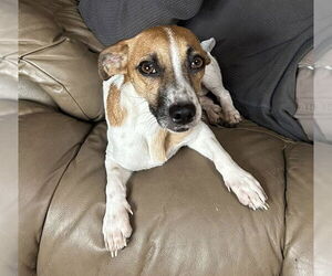 Jack Chi Dogs for adoption in Germantown, OH, USA