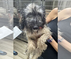 Miniature Bernedoodle Dogs for adoption in Valrico, FL, USA