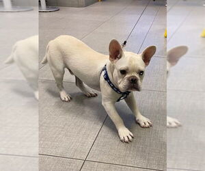 French Bulldog Dogs for adoption in Rancho Cucamonga, CA, USA