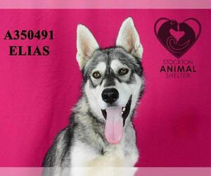 Siberian Husky Dogs for adoption in Stockton, CA, USA