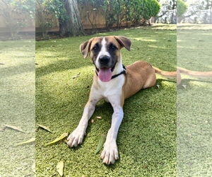 Mutt Dogs for adoption in Hilton Head, SC, USA