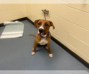 Boxer-Unknown Mix Dogs for adoption in Denver, CO, USA