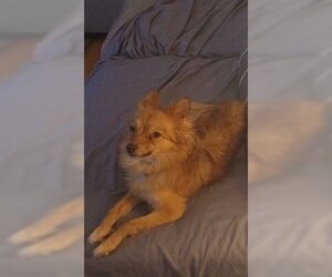 Pomeranian-Unknown Mix Dogs for adoption in Wheaton, IL, USA