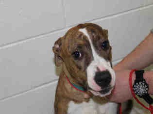 Boxer-Plott Hound Mix Dogs for adoption in Bowling Green, OH, USA