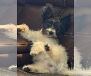 Maltese-Unknown Mix Dogs for adoption in Holly Springs, NC, USA