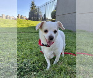 Rat-Cha Dogs for adoption in San Francisco, CA, USA