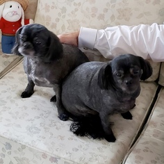 Shih Tzu Dogs for adoption in Hockessin, DE, USA