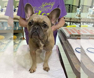 French Bulldog Dogs for adoption in Benton, LA, USA