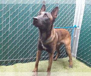 Mutt Dogs for adoption in Downey, CA, USA