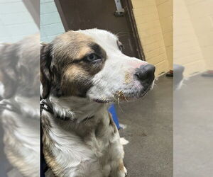 Saint Bernard-Unknown Mix Dogs for adoption in Stockton, CA, USA
