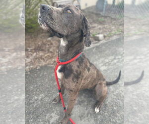 Great Dane Dogs for adoption in Bullard, TX, USA