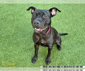 American Pit Bull Terrier Dogs for adoption in West Palm Beach, FL, USA