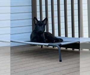 German Shepherd Dog-Unknown Mix Dogs for adoption in Woodbury, NY, USA