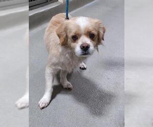 Cavalier King Charles Spaniel Dogs for adoption in Upland, CA, USA