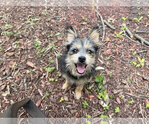 Mutt Dogs for adoption in Brooklyn Center, MN, USA