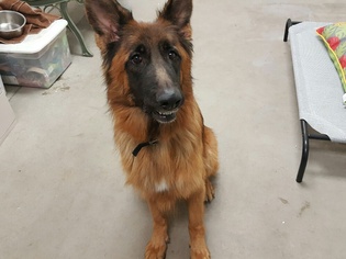 German Shepherd Dog Dogs for adoption in Hudson, CO, USA