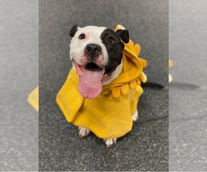 American Pit Bull Terrier Dogs for adoption in Kansas City, MO, USA