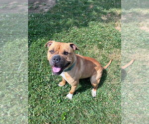 Bulldog-Unknown Mix Dogs for adoption in COLUMBIA, MD, USA