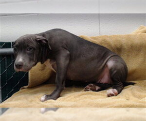 Medium Photo #1 Mutt Puppy For Sale in Downey, CA, USA