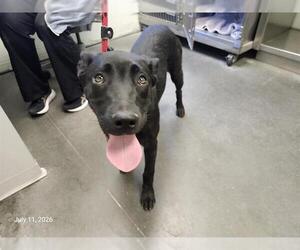 Catahoula Leopard Dog-Unknown Mix Dogs for adoption in Santa Cruz, CA, USA