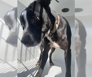 Labrador Retriever-Unknown Mix Dogs for adoption in Houston, TX, USA