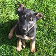 Medium Photo #1 German Shepherd Dog-German Shorthaired Pointer Mix Puppy For Sale in CHANDLER, AZ, USA