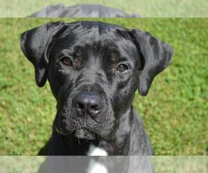Mastiff Dogs for adoption in Olathe, KS, USA