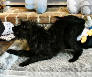 Poodle (Miniature)-Unknown Mix Dogs for adoption in Mechanicsburg, PA, USA