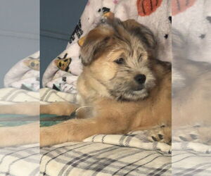 Border Terrier-Unknown Mix Dogs for adoption in Duluth, MN, USA