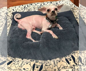 Maltese-Unknown Mix Dogs for adoption in Menifee, CA, USA