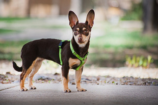 Chiweenie Dogs for adoption in boulder, CO, USA