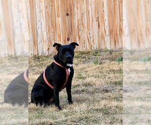 American Staffordshire Terrier-Unknown Mix Dogs for adoption in San Antonio, TX, USA