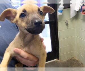 German Shepherd Dog-Unknown Mix Dogs for adoption in Tulsa, OK, USA