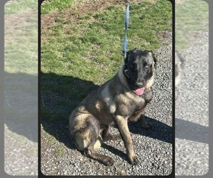 Mutt Dogs for adoption in Imlay City, MI, USA