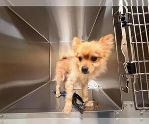 Chiranian Dogs for adoption in Orange, CA, USA