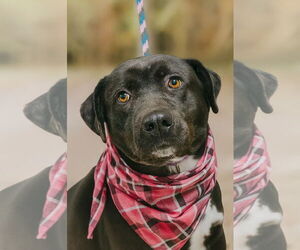 Chocolate Labrador retriever-Labrador Retriever Mix Dogs for adoption in Mt. Laurel, NJ, USA