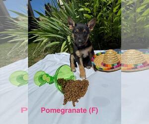 German Shepherd Dog-Unknown Mix Dogs for adoption in Incline Village, NV, USA