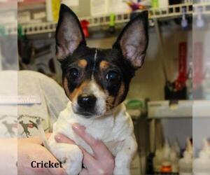 Rat Terrier Dogs for adoption in Madisonville, TN, USA