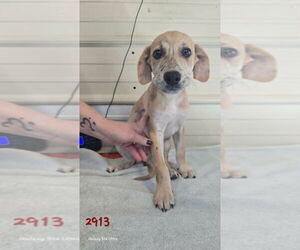 Catahoula Leopard Dog-Labrador Retriever Mix Dogs for adoption in Foristell, MO, USA