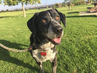 Lab-Pointer Dogs for adoption in San Luis Rey, CA, USA