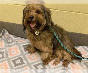 Tibetan Terrier Dogs for adoption in Forestville, MD, USA