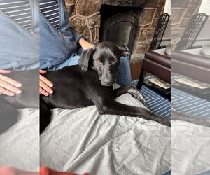 Labrador Retriever-Unknown Mix Dogs for adoption in Oakhurst, NJ, USA