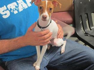 Jack Russell Terrier Dogs for adoption in Richmond, IN, USA